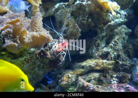 Lysmata debelius nell'acquario marino della comunità rocciosa Foto Stock