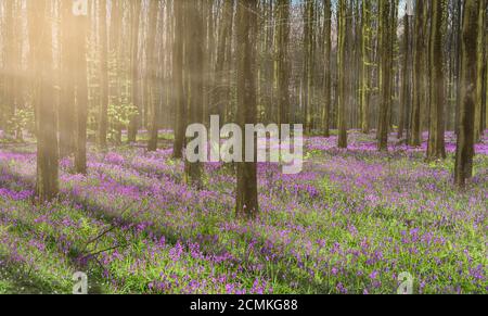 Splendido paesaggio della foresta primaverile con i bluebells viola e i raggi di sole nebbiati attraverso gli alberi alti. Foto Stock