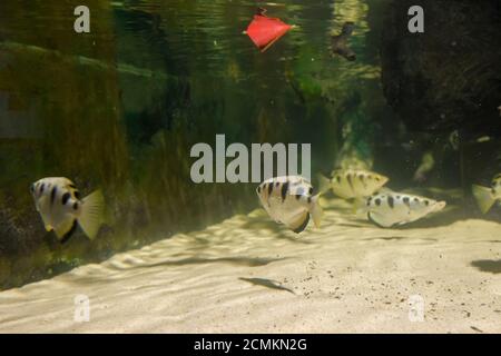 Razza di acqua fresca di raggio di pungiglione nell'acquario della comunità fiume Opellate razze Foto Stock