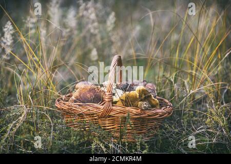 Funghi selvatici commestibili in un marrone cesto in vimini Foto Stock