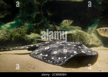 Razza di acqua fresca di raggio di pungiglione nell'acquario della comunità fiume Opellate razze Foto Stock