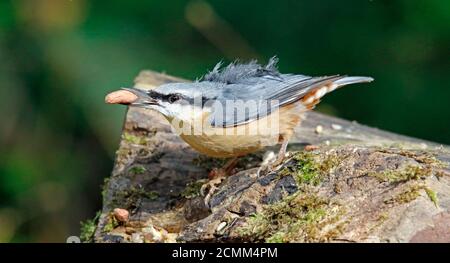 Nuthatch raccogliendo frutta, noci e semi da una stazione di alimentazione del bosco Foto Stock