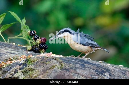 Nuthatch raccogliendo frutta, noci e semi da una stazione di alimentazione del bosco Foto Stock