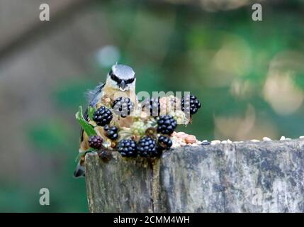 Nuthatch raccogliendo frutta, noci e semi da una stazione di alimentazione del bosco Foto Stock