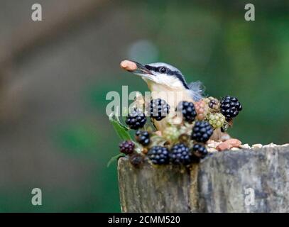 Nuthatch raccogliendo frutta, noci e semi da una stazione di alimentazione del bosco Foto Stock