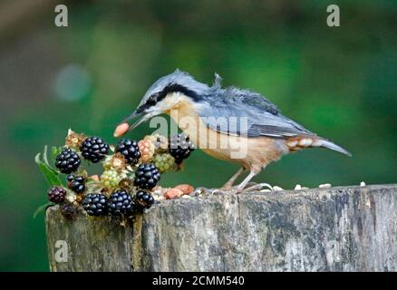 Nuthatch raccogliendo frutta, noci e semi da una stazione di alimentazione del bosco Foto Stock