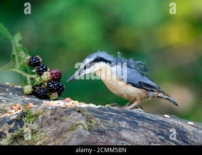 Nuthatch raccogliendo frutta, noci e semi da una stazione di alimentazione del bosco Foto Stock