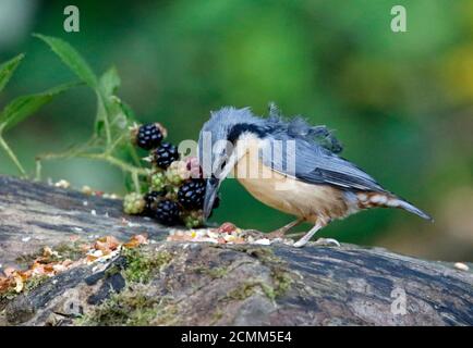 Nuthatch raccogliendo frutta, noci e semi da una stazione di alimentazione del bosco Foto Stock