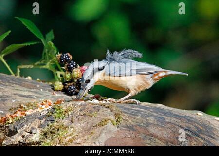 Nuthatch raccogliendo frutta, noci e semi da una stazione di alimentazione del bosco Foto Stock