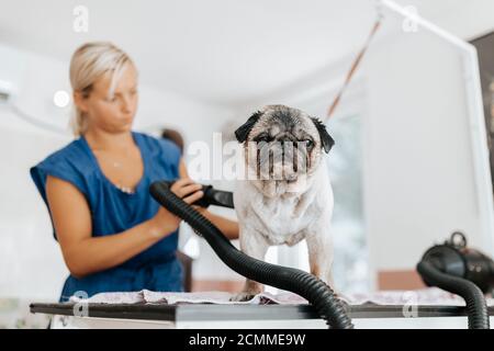 Concetto di cura del cane. Pug cane per la cura e il lavaggio nel salone Foto Stock