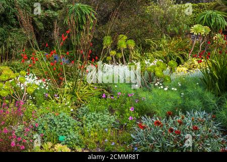 Coloratissimi fiori di fine estate nei giardini murati di Inverewe Garden, Poolewe, Wester Ross, Scozia, Regno Unito Foto Stock