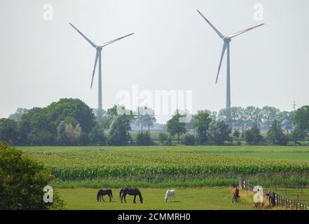 Cavalli e mucche pascolano su un prato verde sullo sfondo di turbine eoliche. Foto Stock