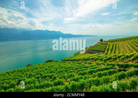 Paesaggio panoramico tra vigneti terrazzati di Lavaux da Lutry e Cully. Lago di Ginevra e Alpi svizzere, patrimonio dell'UNESCO vigneti del vino Lavaux Foto Stock