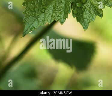 Foglia verde delle uve con gocce d'acqua Foto Stock