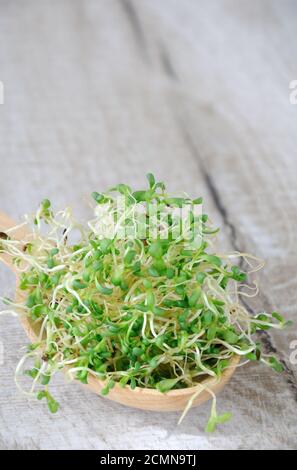 Micro green a rapida crescita per insalate tutto l'anno. Una manciata di erba medica germogliata in un bosco Foto Stock