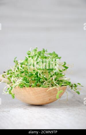 Micro green a rapida crescita per insalate tutto l'anno. Una manciata di erba medica germogliata in un bosco Foto Stock