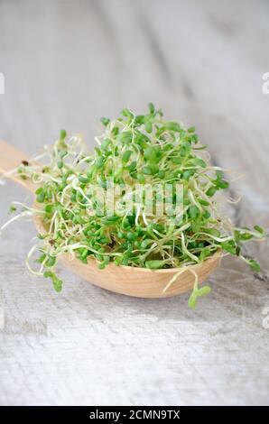 Micro green a rapida crescita per insalate tutto l'anno. Una manciata di erba medica germogliata in un bosco Foto Stock