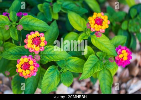 Lantana camara, 'Sunrise Rose' che cresce e fiorisce in un giardino all'aperto. Kansas, Stati Uniti. Foto Stock
