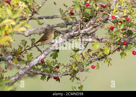 Chiffchaff Phylloscopus collybita verde grigio sopra giallo pallido sotto scuro gambe e striature pallidi sopra l'occhio arroccato nel cespuglio del biancospino con bacche rosse Foto Stock