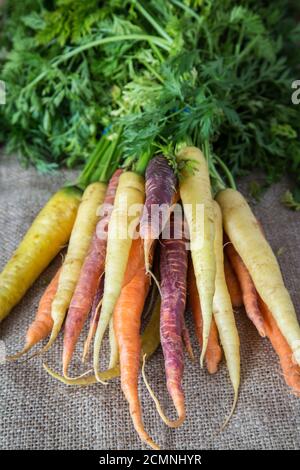 Un mazzo di carote di tradizione appena raccolte Foto Stock