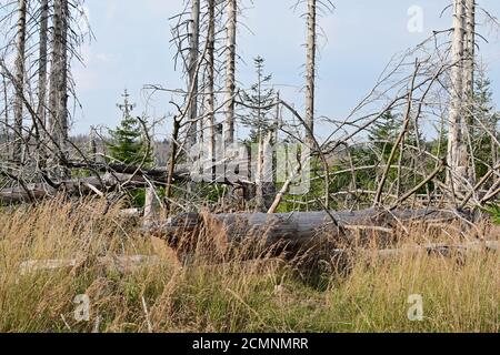 Natura selvaggia del Parco Nazionale di Harz in bassa Sassonia, Germania. Natura in tarda estate, alberi di abete rosso morente, siccità e abbaiare infestazione di barbabietole. Foto Stock