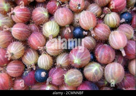 Bacche raccolte di uva spina Foto Stock