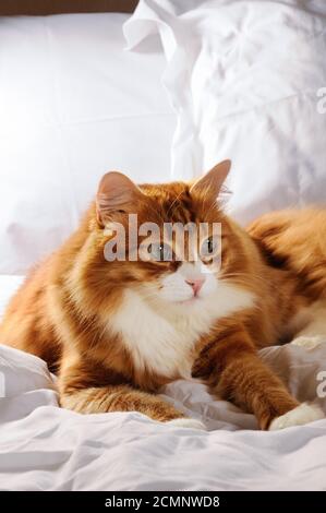 Giacente su un letto bianco pelliccia red-headed cat Foto Stock