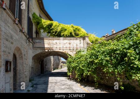 Muro di mattoni incorniciato da Ivy Foto Stock