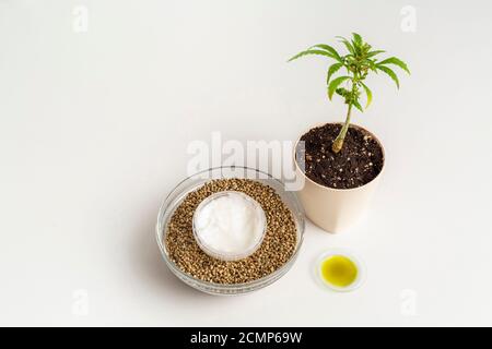 La marijuana pianta in una ciotola bianca, crema di canapa in una ciotola con semi di canapa e un piccolo olio CBD posizionato oltre. Foto Stock