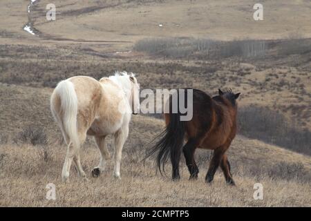 Cavalli in Alberta Foto Stock