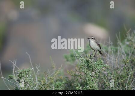 Femmina Isole Canarie stonechat Saxicola dacotiae. Burrone di Esquinzo. La Oliva. Fuerteventura. Isole Canarie. Spagna. Foto Stock