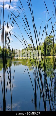 Le canne si riflettono nelle acque calme della riva di un lago Foto Stock