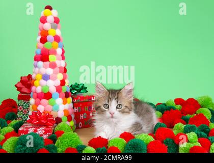 Norwegian Forrest Cat kitten adagiato su un pavimento di legno accanto a una palla di filato Christmas Tree circondato da palle di filato rosso e verde, guardando direttamente via Foto Stock