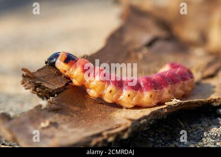 Caterpillar di una capra tarma (Cossus Cossus) sulla corteccia di un albero Foto Stock