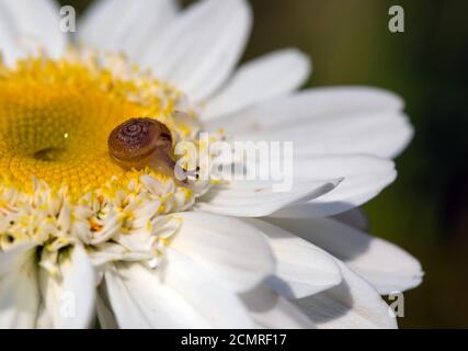 Macro foto di piccola lumaca marrone bambino seduta sul petalo di camomilla il giorno di sole dopo la pioggia Foto Stock