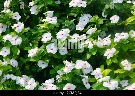 Re di fiori interni. Catharanthus pacifica fiori nel sud-est asiatico. Foto Stock