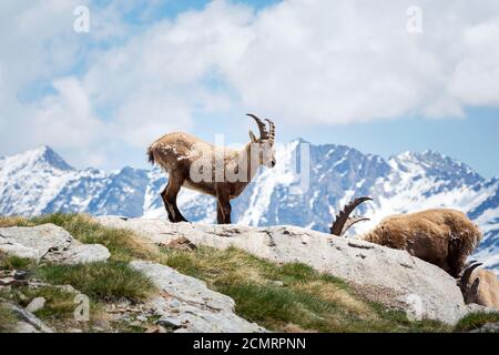 Stambecco delle Alpi (Capra ibex), il Parco Nazionale del Gran Paradiso, Italia Foto Stock