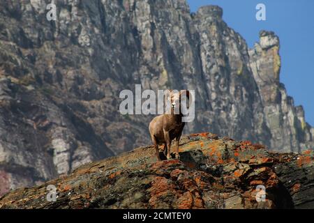 Rocky Mountain Bighorn Sheep nel Glacier National Park in Montana, che si trova su una sporgenza e che domina il paesaggio Foto Stock