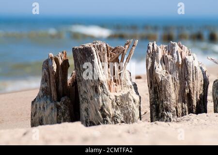 Costa del Mar Baltico - chiocchimento in legno. Foto Stock