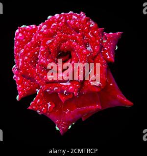 germoglio di rosa rossa in fiore nelle gocce d'acqua sopra uno sfondo nero isolato Foto Stock