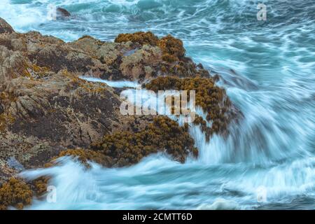 Le onde si schiantano sulla roccia con palme da mare Postelsia palmaeformis, Carmel, California, Stati Uniti. Foto Stock