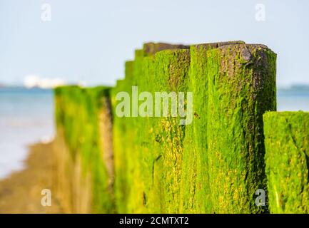 Closeup di pali di legno coperti di alghe, Breskens spiaggia, Zeeland, Paesi Bassi Foto Stock