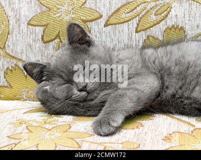 Razza britannica gattino fumoso-colore grigio dorme sul divano Foto Stock