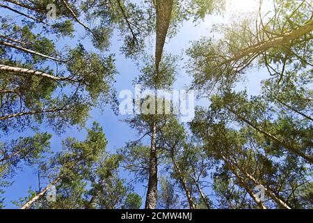 Vista dal basso delle cime di alberi di pino Foto Stock