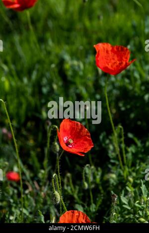 Un campo di fiori di papavero rosso Foto Stock