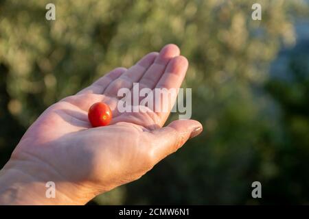 Una mano bianca femmina tiene un solo piccolo pomodoro di ciliegia rossa in mano aperta. Sfondo verde naturale Foto Stock