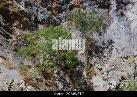 Piccoli alberi forti che crescono da una scogliera a strapiombo Foto Stock