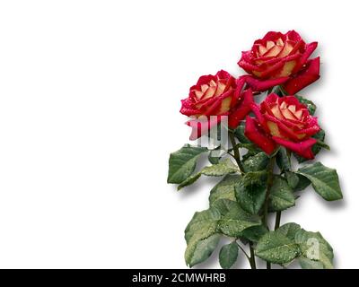 Bouquet di rose rosse su sfondo bianco Foto Stock
