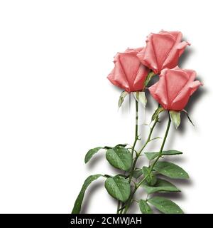 Bouquet di rose rosa su sfondo bianco Foto Stock
