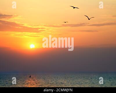 Tramonto sul mare con i gabbiani planare in primo piano Foto Stock